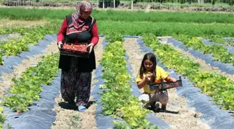 Çilek üreten eller projesi kadınlarla hayat buldu