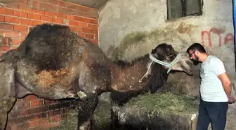 Güreşlerden çıkan develere özel cilt bakımı ve beslenme programı