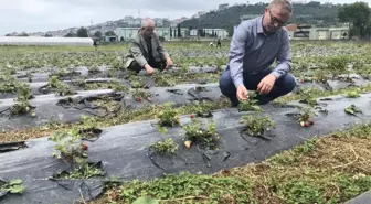 (Özel) Alacakları çilekleri kendileri topluyorlar