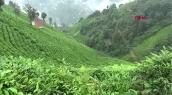 RİZE RTB Başkanı Erdoğan Çaykur, kuru çaya zam yapmazsa sektör ayakta kalamaz