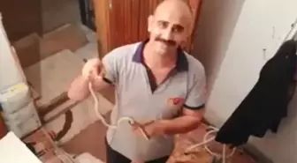 Yılanlar evi bastı