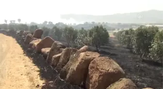 Gaziantep'de zeytinlik ve arpa tarlasında yangın