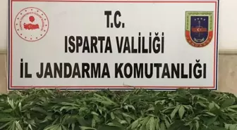 Jandarma'dan kenevir operasyonu: 1 gözaltı