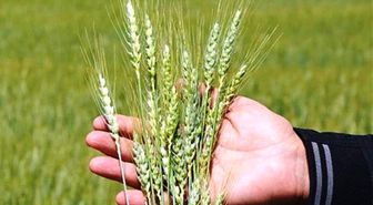 Kütahya'da hububat hastalık ve zararlılarla mücadele