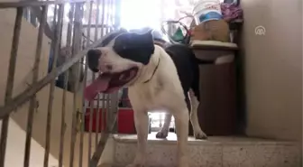 Pitbull cinsi köpeğin saldırdığı çift yaralandı