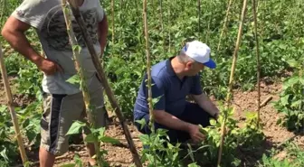 Bitki koruma ekibinden 'acil' müdahale