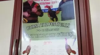 Ringe dönüştürülen çatı katına horoz dövüşü! Utanmadan bir de afiş basmışlar