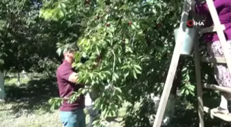 Kuşadası'nda kiraz hasadı festival ile kutlanacak