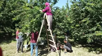 Kuşadası'nda kiraz hasadı festival ile kutlanacak