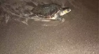 Örnekköy sahilinde caretta sürprizi