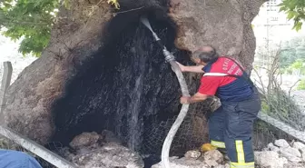 Asırların deviremediği çınarı ateşe verdiler