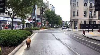 Bayram tatiliyle İzmir'de sokaklar bomboş kaldı