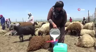 Berivanların bayram mesaisi