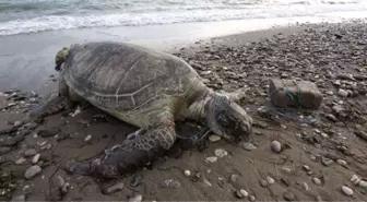 Antalya'da görülmemiş eziyet: Caretta carettaya taşla vurup, üzerine bindiler