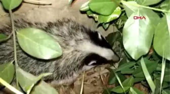 Nesli tükenme tehlikesi yaşayan porsuk, ilk kez bu kadar net görüntülendi