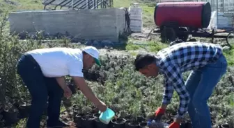 Peyjaz alanındaki bitkilere Solucan gübresi ile Sölom sıvısı verildi