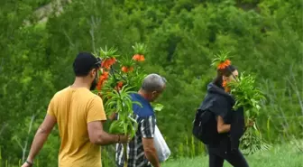 Tunceli'de 'pes'dedirten görüntü! 60 bin TL cezası olan laleleri koparıp götürdüler