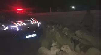Çoban uyuya kaldı, çalındı sandığı koyunları jandarma buldu