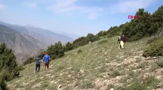 ERZURUM 'Çaşır' otunda şifa arıyorlar
