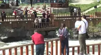 İnci kefalinin tersine yolculuğu büyülüyor