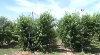 İnşaat sektöründen ayrıldı, nektarin bahçesi kurdu