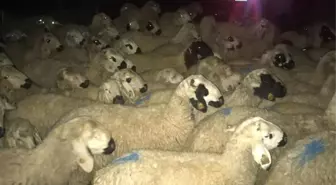 Kaybolan koyun sürüsünü jandarma buldu