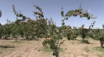 Malatya kayısısı 'erkenci' yetişecek