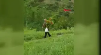 TUNCELİ KORUMA ALTINDAKİ TERS LALELERİ KOPARIRKEN GÖRÜNTÜLENDİLER