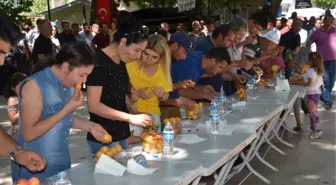 Mut Kayısı Festivali başladı