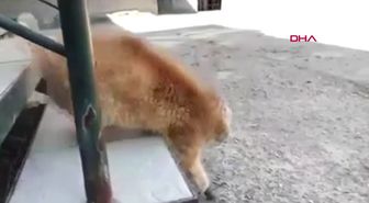 DHA DIŞ ? Dört patisini de donma sonucu kaybeden kediye protez pati