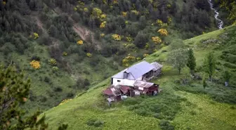 Zigana Dağında renk cümbüşü