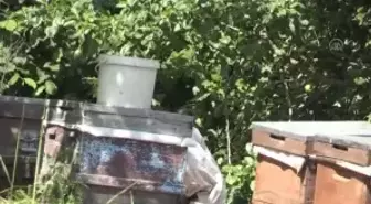 Doğaya 'fabrika' kurup genç yaşta patron oldu - YALOVA