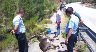 Eşeğe çarpıp, yaralı halde yol kenarında bıraktı (2)