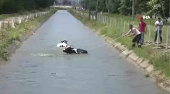 Sulama kanalına düşen hayvanlar böyle kurtarıldı