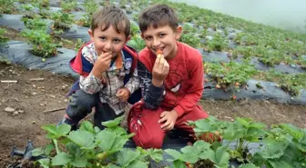 Güneş yerine sisle olgunlaşan çilekler toplanıyor