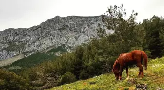 Usta fotoğrafçılara taş çıkardılar