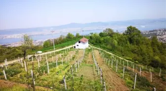 Büyükşehir'den çiftçiye Çilek ve Kivi bahçesi desteği