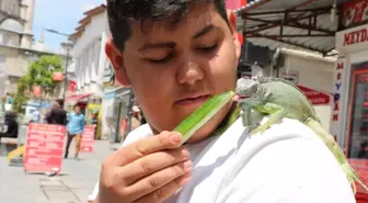 İguanayı papağan gibi omzunda gezdiriyor