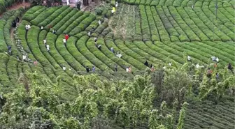 Rize'deki çay tarlasına ziyaretçi akını