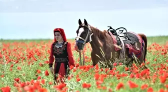 Gelincik tarlaları doğal fotoğraf stüdyosuna dönüştü