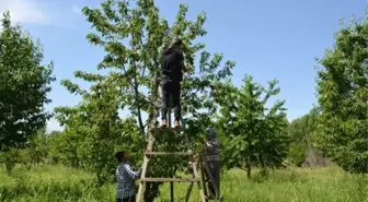 Iğdır'da kiraz hasadı başladı