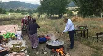 Kaymakam Üçer, Tokat'ın meşhur asma yaprağını topladı