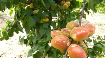 Mersin'de dolu yağışı meyve ve sebze bahçelerine zarar verdi