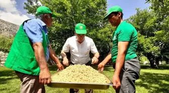 Tut'un beyaz altınında hasat zamanı