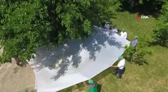 Tut'un beyaz altınında hasat zamanı...Dut hasadı havadan görüntülendi