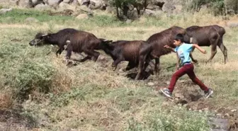 Çobanlık yapan iki kardeşe, merada karne sürprizi