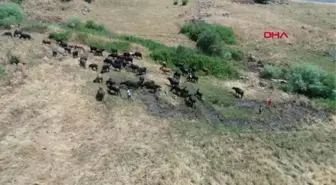 DİYARBAKIR Çobanlık yapan iki kardeşe, merada karne sürprizi -