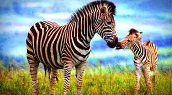 Yeni Bir Araştırma, Zebra Deseninin Asıl Görevini Ortaya Çıkardı