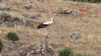 AYDIN Yavru leylekler halkalandı