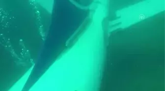 Denize batırılan yolcu uçağına dalış yapıldı